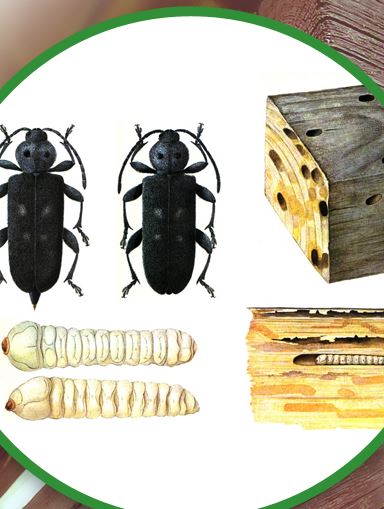 Obrázek - REEF s.r.o. Michal Spurný - Likvidace dřevokazného hmyzu a hub, impregnace krovů Zábřeh